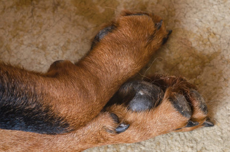 Close-up of the dog's paws on the carpet. Detailed shot of the dirty paws of a sleeping Rottweiler....