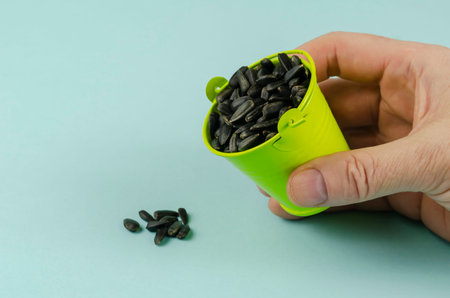 Roasted sunflower seeds, bucket and hand on a light blue background. A man's hand pours seeds from a...