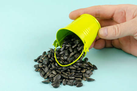 Roasted sunflower seeds, bucket and hand on a light blue background. A man's hand pours seeds from a small green bucket. Ready-to-eat snacks. Close-up. Selective focus.の写真素材