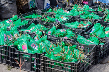 Rose bushes of various varieties in green plastic packaging with photos and names. Farmers' market. Inscriptions with names in Ukrainian and Russian. Nikolaev, Ukraine - March 10, 2021.のeditorial素材
