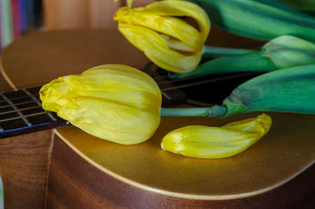 Fading flowers and an acoustic guitar. Yellow tulips lie on the guitar soundboard. Fading popularity, forgotten glory concept. Selective focus.の写真素材