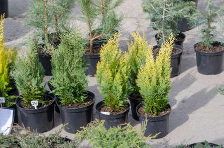 Many thujas tree stand in pots for planting. Seedlings of different conifers with price tags. Spring gardening fair.の写真素材