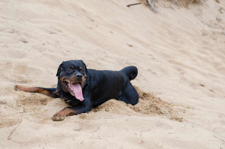 A happy Black dog lies with his mouth open and tongue hanging out on the yellow sand. An adult Statuesque Rottweiler resting sprawled out on a sand dune. A four year old male. There is a light rain.の写真素材