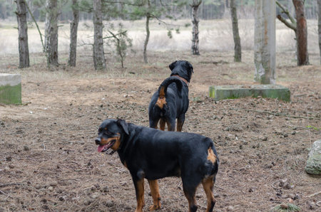 Two black dogs are walking along dry pine needles with cones. Adult female and male Rottweiler. A...