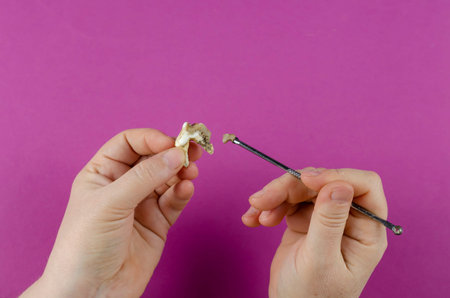 Large animal tooth, female hands and dental scraper on magenta background. Close-up of dog's molar...