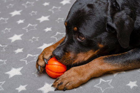 Portrait of an adult female Rottweiler with a red rubber ball on a gray blanket with white stars. The pet is lying on the bed and holding the toy with her paw and teeth. Side view. Indoors. Pet lifeの写真素材