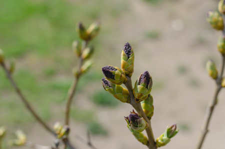Bud of Common Lilac (Syringa vulgaris). Twig not yet in bloom. Close-up. Selective Focus. Daytime.