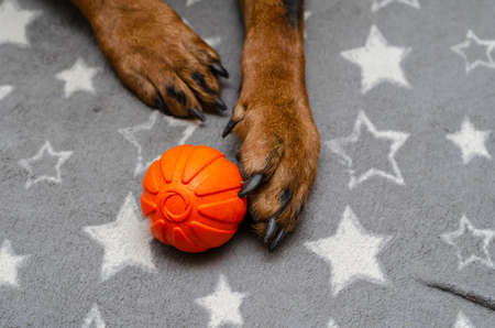 Close-up of a dog's paw with an orange ball on a gray bedspread. The Rottweiler holds its favorite rubber ball with its claws. Waiting for the game. Pet life. Indoors. Selective focus.の写真素材