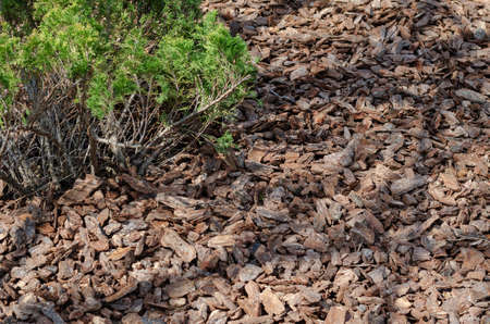 Ornamental juniper bushes with mulch. Shredded pine bark for mulching. Natural bark used as a soil covering the garden. Concept of soil mulching in landscape design.の写真素材
