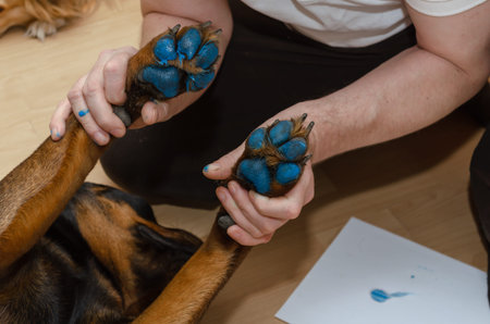 A man is holding the Rottweiler's front paws in his hands. The dog's paws are painted blue. The pet...