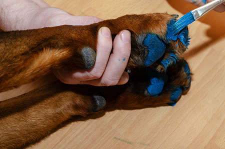 A man and his dog are lying on the floor of the living room. A hand brushes a Rottweiler's paw with blue paint.の写真素材