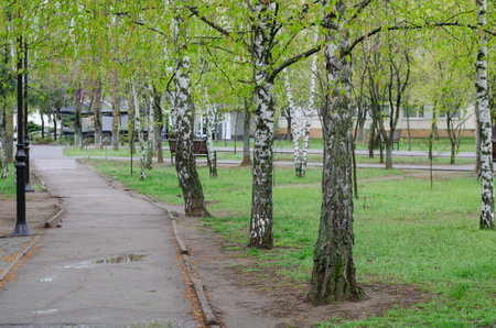 A wet gray path next to a green lawn. An empty path in the park among the birches after the spring...