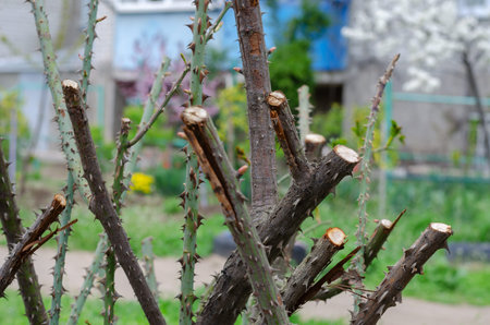 Spring briar bush with trimmed branches. A large bush with prickly branches without leaves....