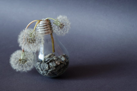 Still life with Wilted dandelions in a glass lamp on a gray background. Bulb lamp with gravel inside...