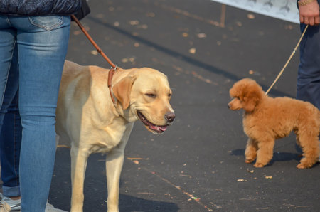 A Labrador dog and a poodle stand next to their owners outside. A cream-colored pet with an open...