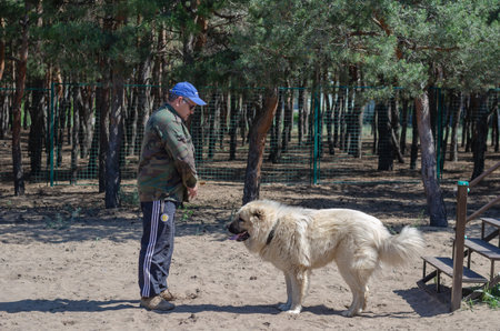 A Caucasian shepherd dog stands in front of an adult male. Huge male dog with his owner. Special fenced sports area for training pets. Side view. Nikolaev, Ukraine - 05 30 2020のeditorial素材