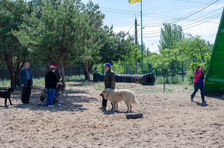 Training dogs on a special platform with sports equipment. Trainer and owners with Caucasian shepherds and black Russian terrier puppy. Pets. Sunny spring day. Nikolaev, Ukraine - 05 30 2020のeditorial素材