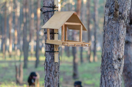 Wooden homemade bird feeder in the summer morning forest. The bird feeder made of wood and plywood is tied to the trunk of a pine tree. Two Rottweilers blurred in the background.の写真素材