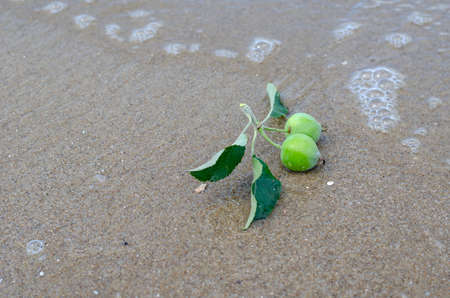 Little green unripe apples on the wet sand. The green fruits of the wild apple tree wash over the waves of the river. An angled view from above.の写真素材