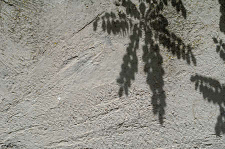 Shadows of branches with leaves on a rough concrete surface. Abstract defocused shadows on an exterior wall. Multitasking background with copy space.の写真素材