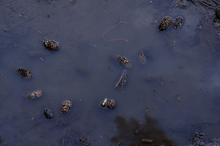 Dirty muddy puddle on the ground. Pine cones, pine needles, and worms float in the dark water. After...