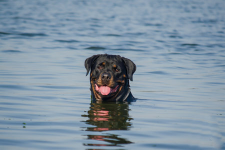 Portrait of an adult Rottweiler swimming in the sea. The three-year-old female dog is cooling off from the summer heat in the cool sea water. The pet is looking intently into the camera.の写真素材