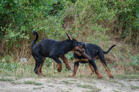 Two black Young Dogs playing with one branch against a green bush. Rottweiler puppies fighting over...