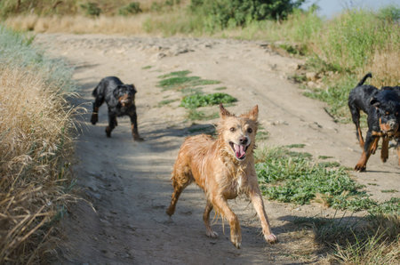 Dogs frolic on dirt road. Rottweiler puppies want to catch up with the red dog and grab its tail....
