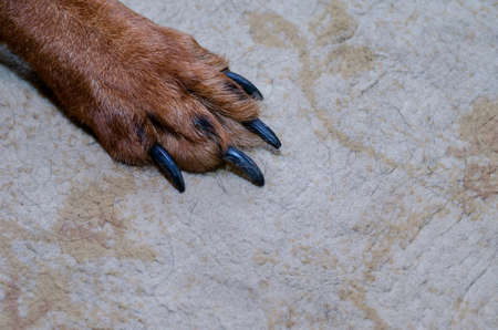A brown dog's paw with long claws in close-up. The pet is standing on a beige carpet inside the room. Nail clipping by a domestic animal concept.の写真素材