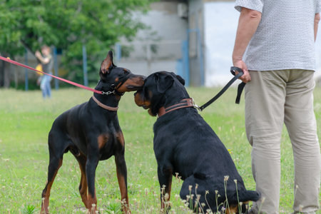 Two black pets sniff each other at dog park. Adult Rottweiler in front of Doberman on leash. Getting...