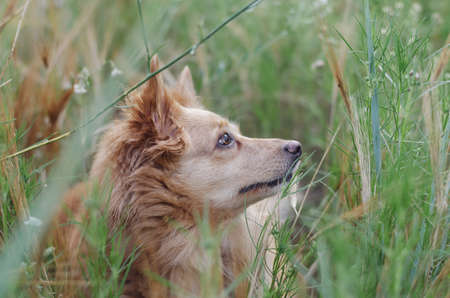 A beautiful little red dog in the tall green grass. A mixed breed pet in a field of wild grasses. Pet. Selective focus.の写真素材
