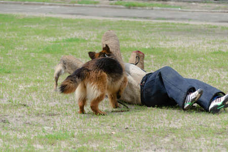 K9 dog training. Attack German and Belgian shepherds. Pets attacks person in special anti-bite Clothing. Trained service dogs have dropped intruder on ground and are holding him down. Motion Blur.の写真素材