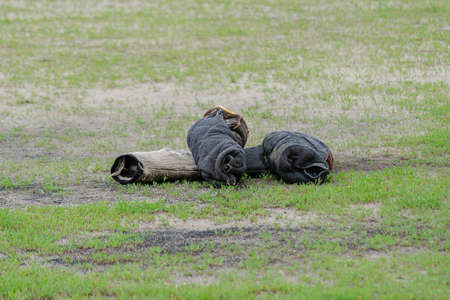 K9 dog training sleeves lie on the green grass. Special jute bite sleeve. Arm sleeve for Canine Dog Trainingの写真素材