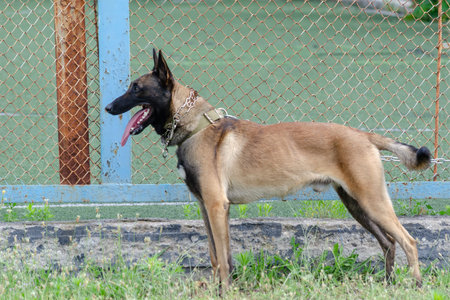 Belgian Sheepdog or the Chien de Berger Belge. Breed of dog have been used as herding, assistance,...