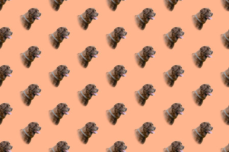 Repeating Portrait brown dog on coral background. Head of chocolate labrador. Gorgeous pet with graying hair around open mouth. Seamless patternの写真素材
