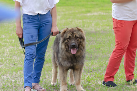 The lower section of two women in blue and red pants and a huge fluffy dog on a leash. An adult woman with beautiful slender legs is strolling with a Caucasian shepherd dog. Pet, lifestyle.の写真素材