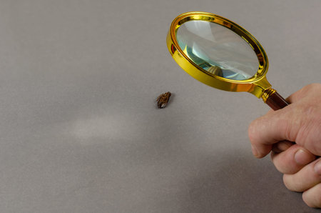 Concept pest control service. Brown dead cockroach on zooming by magnifying glass against gray...