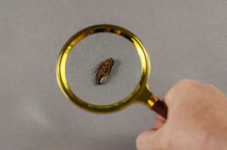 Concept pest control service. Brown dead cockroach on zooming by magnifying glass against gray background. A grown man's hand holds around loupe in a gold frame. Examines the insect lying on its backの写真素材