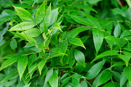 The juicy green leaves of the tree. Close-up of oblong leaves. Natural background. The natural...