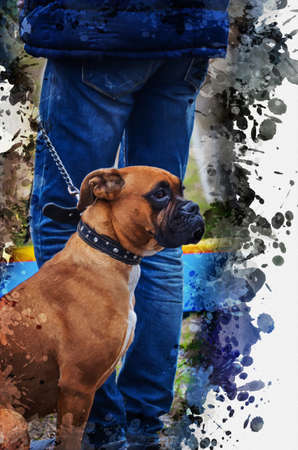Digital watercolor painting of a German Boxer dog. A brown pet with a leash and collar sits at his owner's feet. Modern art. Abstract wallpaper.の写真素材