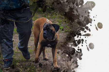 Digital watercolor painting of an Italian Cane Corso dog. An puppy dog walks with a man on a leash. Abstract Wallpaper.の写真素材