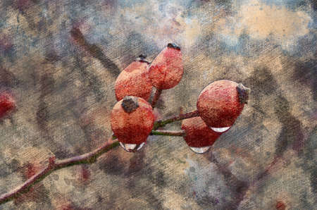 Red rosehip berries with raindrops. Ripe berries on a bush in the woods. Autumn time. Digital watercolor painting.の写真素材