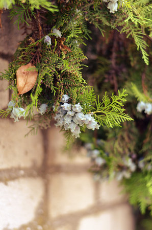 Close-up of a juniper branch with fruit and a fallen leaf. Evergreen plant hanging from a white...