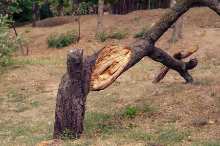 Broken cherry tree after the hurricane. Cracked trunk of a fallen tree. Natural disasters,...