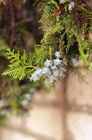 Close-up of juniper branch with fruit. Evergreen plant hanging from a white stone fence. Selective focus.の写真素材