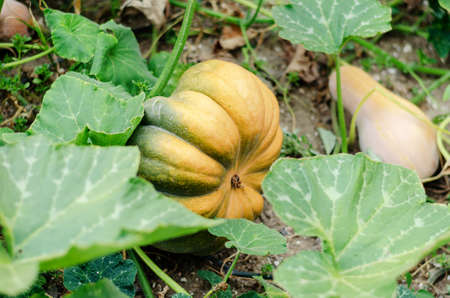 A large ripe pumpkin on the farmer's row. An orange vegetable among the green leaves. Daytime. Outside. Selective focus.の写真素材