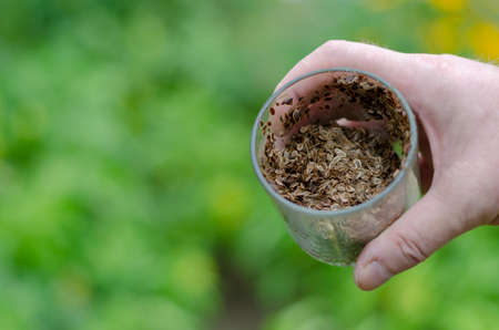 A man holds a glass jar of dill and fennel seeds. A mixture of dried seeds in a see-through glass container. Blurry green background. Selective focus.の写真素材