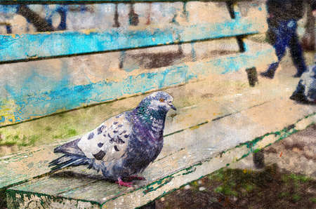 Pigeon sitting on wooden park bench. A wild bird in an urban environment. Digital watercolor paintingの写真素材