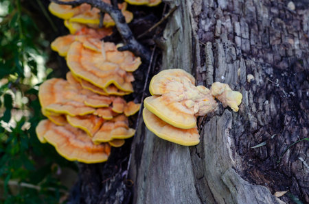 Chaga mushroom on a tree trunk. Yellow mushrooms inonotus obliquus are used in folk medicine....