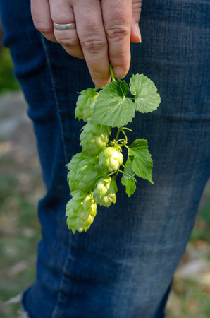 Adult Woman holding a branch of hops with green cones. Womans hand with a wedding ring and ripe hop...